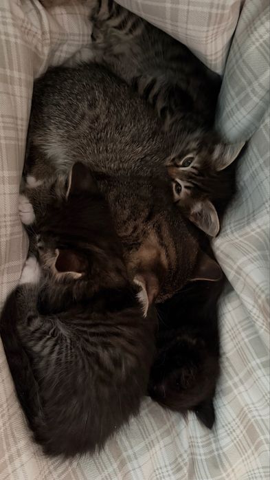 Кошеня. Дівчинка. Відамо в дбайливу родину