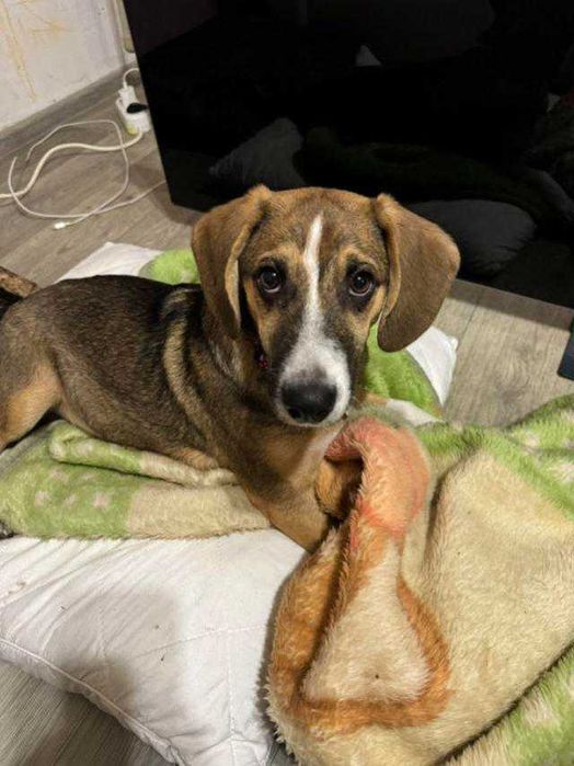 Отдам бигля 1 год