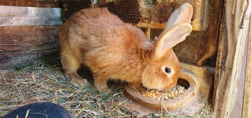 Продам кролики бургундія.