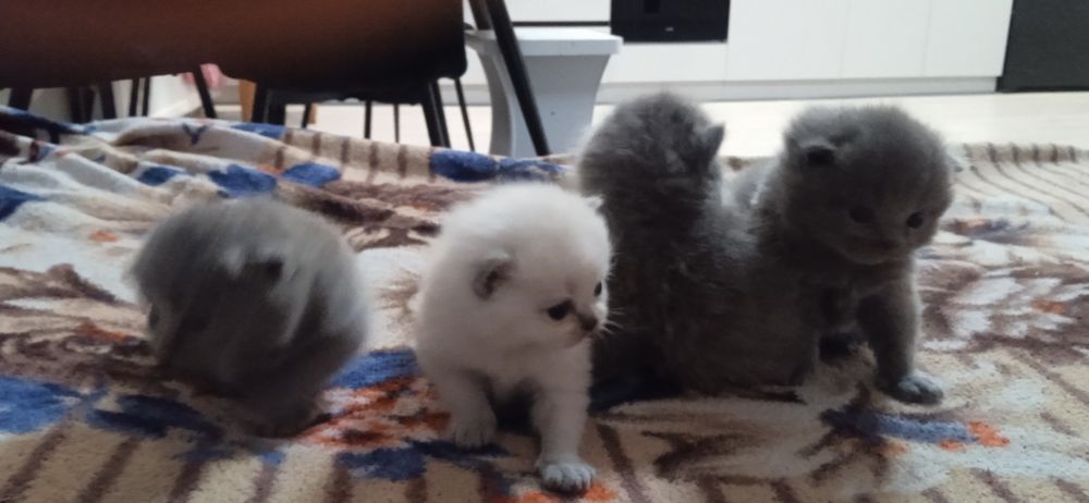 Шотландські кошенята