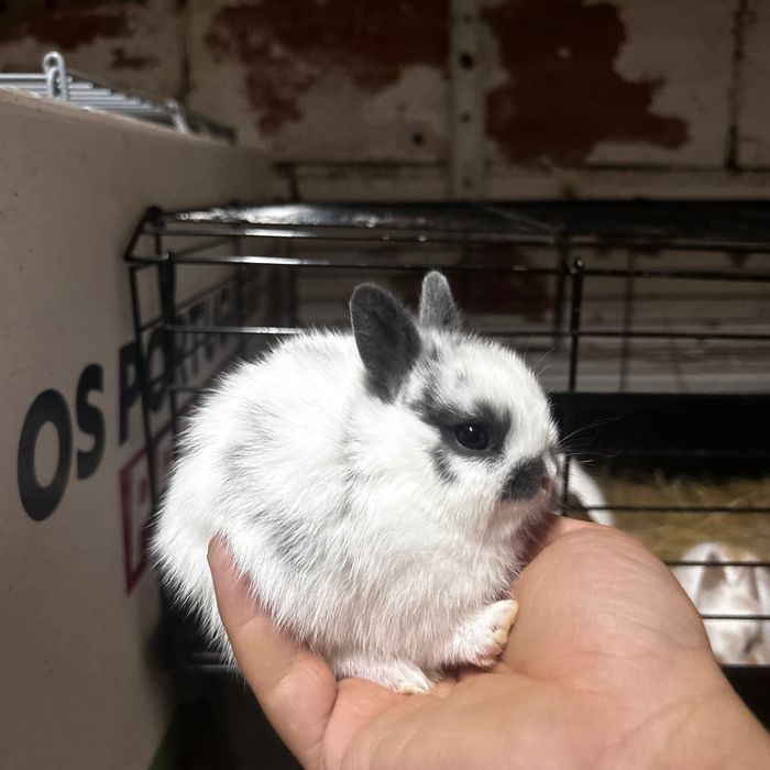 Coelhos Anões Netherland Dwarf