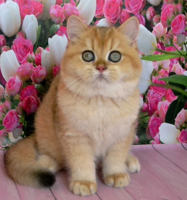 Британська золота шиншила