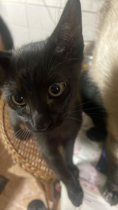 Doa se gatos pequenos