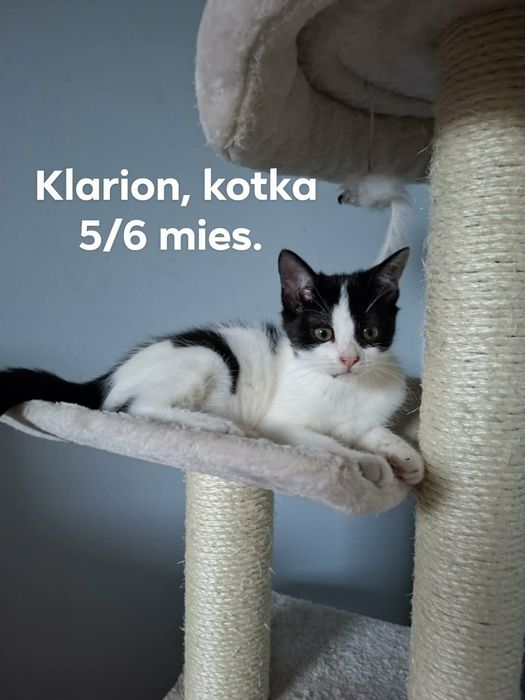 Kocięta szukają domu