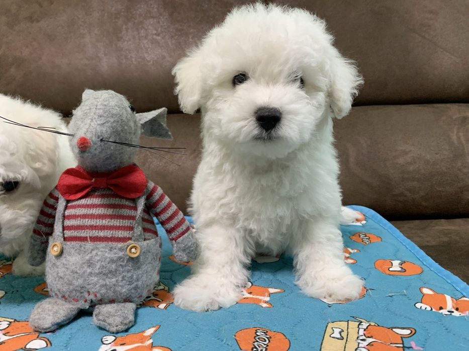 Цуценята Бішон-фрізе