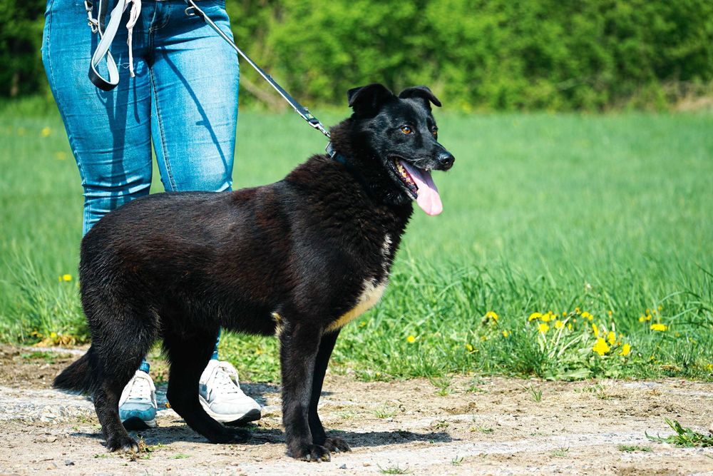 Verano - śliczny psiak w typie labka