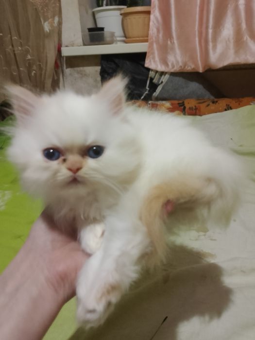Кошеня перс Редпоінт