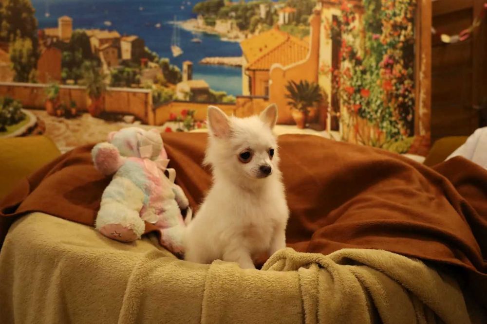 chihuahua chłopiec długowłosy