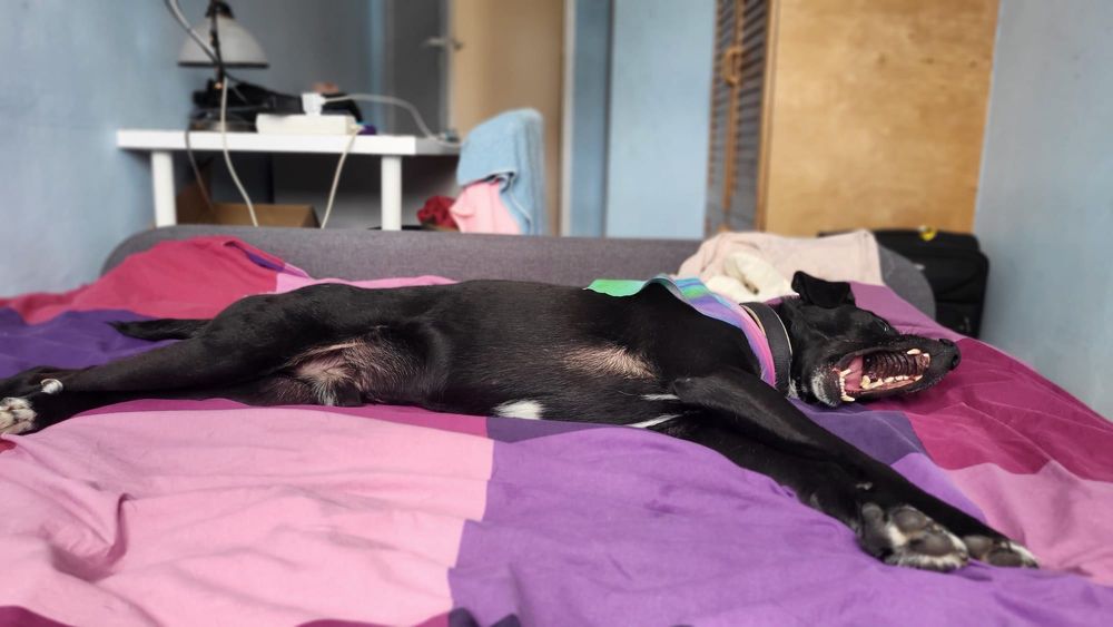 Charlie poleca się do adopcji!