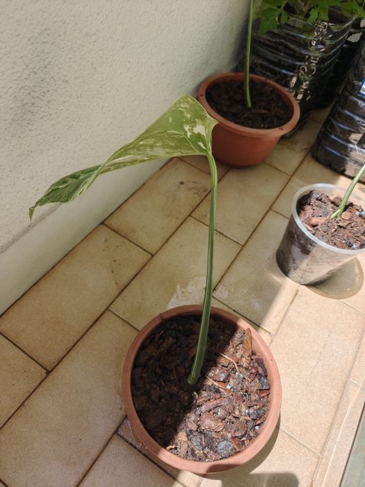 Vendo monsteras variegatas várias.