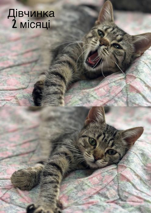 Большой выбор тигровых котят