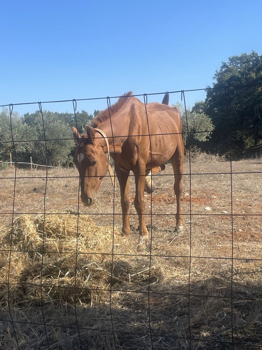 Vendo cavalo inteiro manso