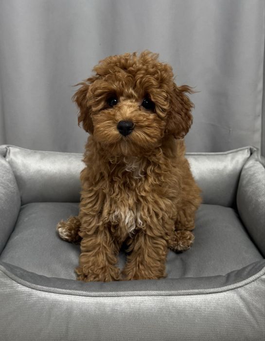 Неймовірна красуня дівчинка мальтипу ф2