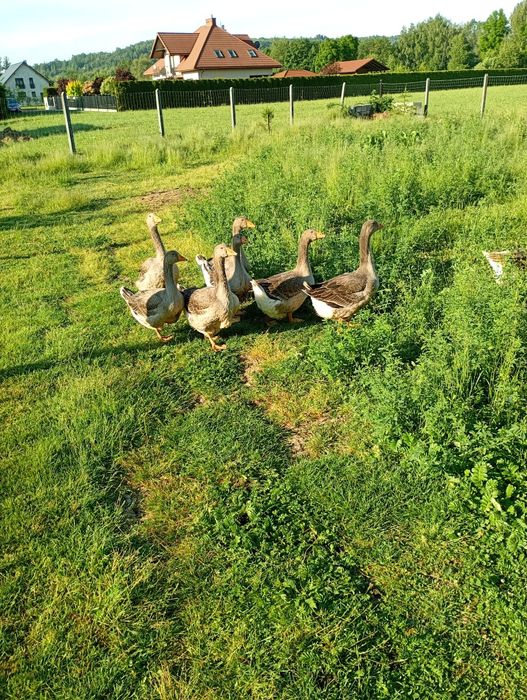 Sprzedam gęsi Landers
