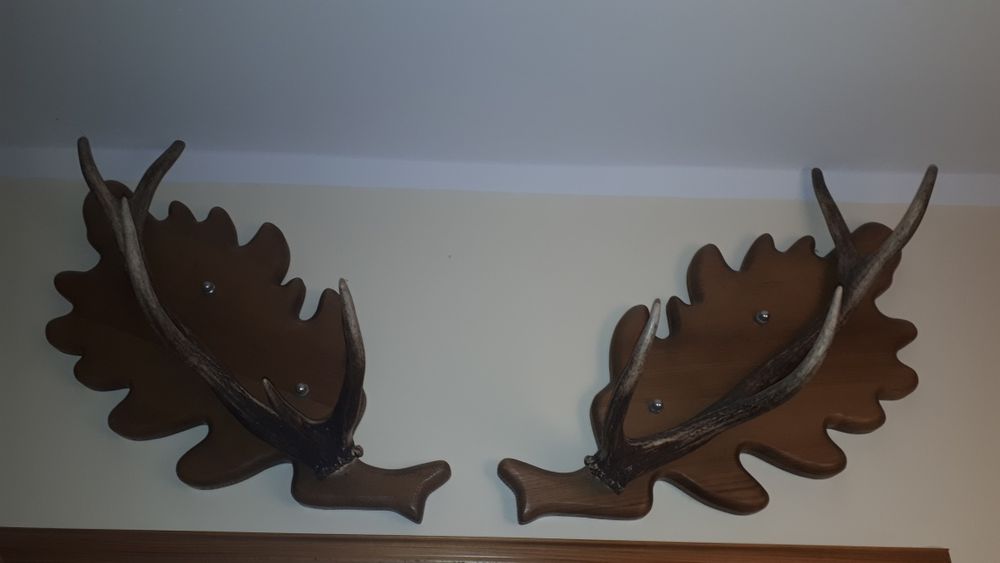 Rogi na liściach dębu-piękna ozdoba