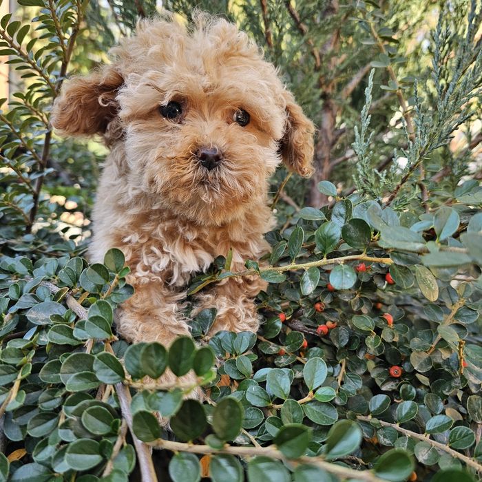 Дівчятка мальтіпу ф1 го ові до переїзду