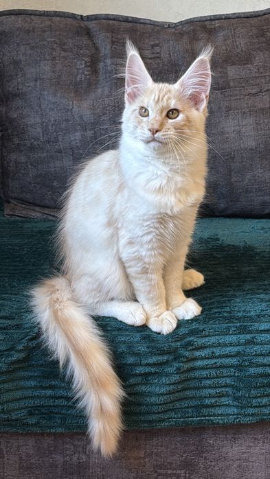 Кошеня Менй Кун хлопчик