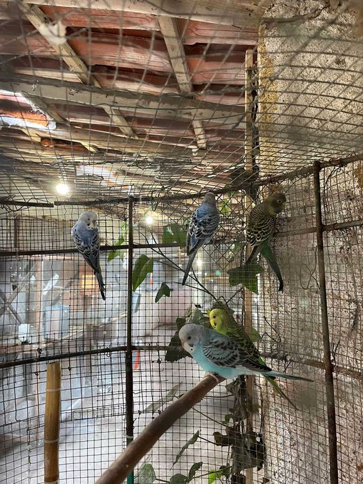 Periquitos Australianos Portador de Blackface