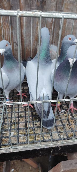 Gołębie barlesy 8 sztuk