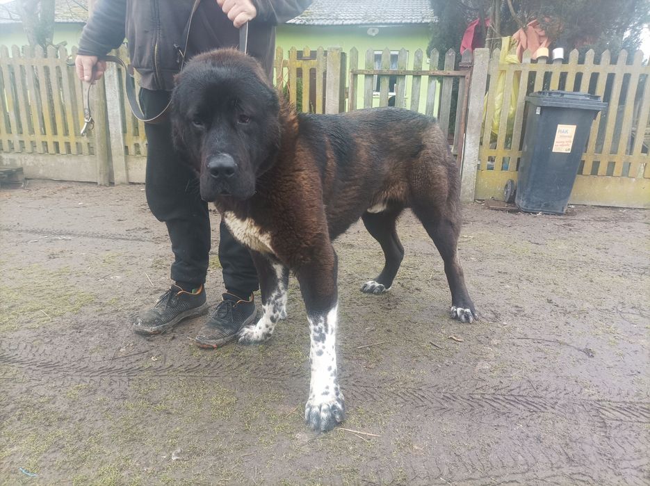 Owczarek środkowoazjatycki suczka