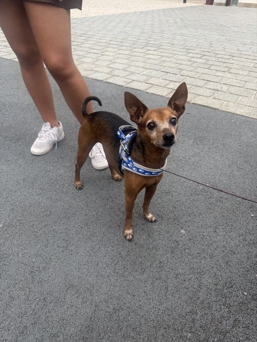 Cão pincher para dar