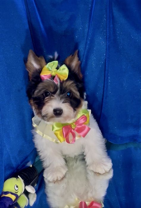 Стандарт дівульки  Бівер чистокровні метрика