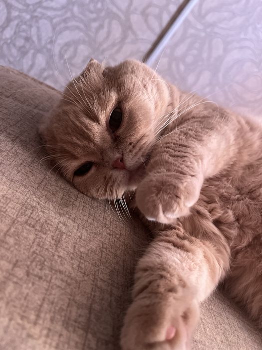 кошка одесса продам
