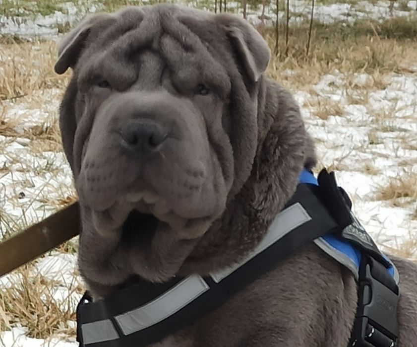 Мне 4 месяца я Шар-пей