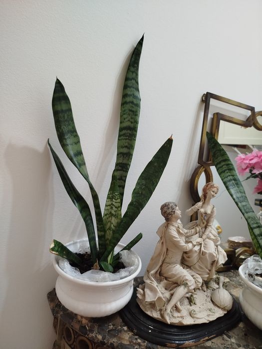 Conjunto de 2 Planta natural espadas de S Jorge