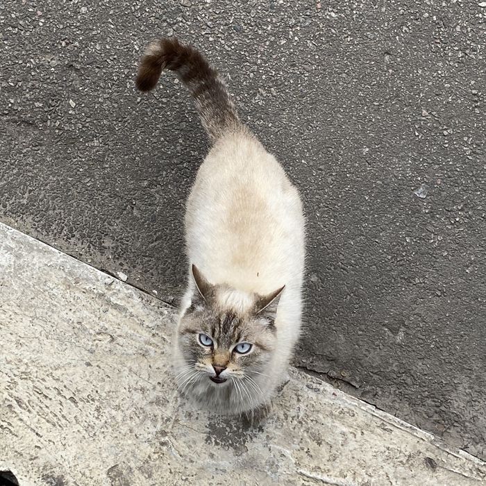 Лагідний котик шукає люблячу сімʼю