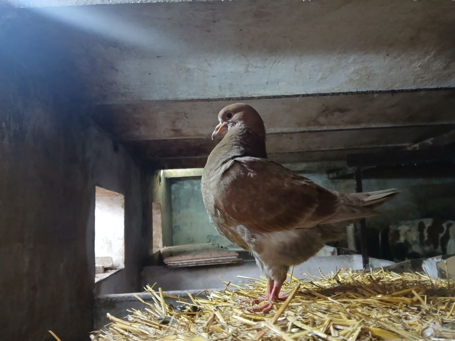 Sprzedam młodego Kinga