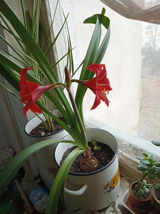 Гиппеаструм (комнатная лилия) срочно продам