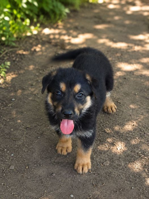 Цуценята німецької вівчарки