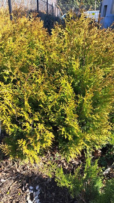 Tuje sadzonki 150cm