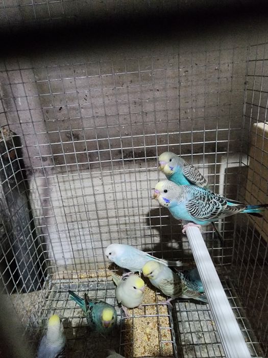 Piriquitos Australianos coloridos