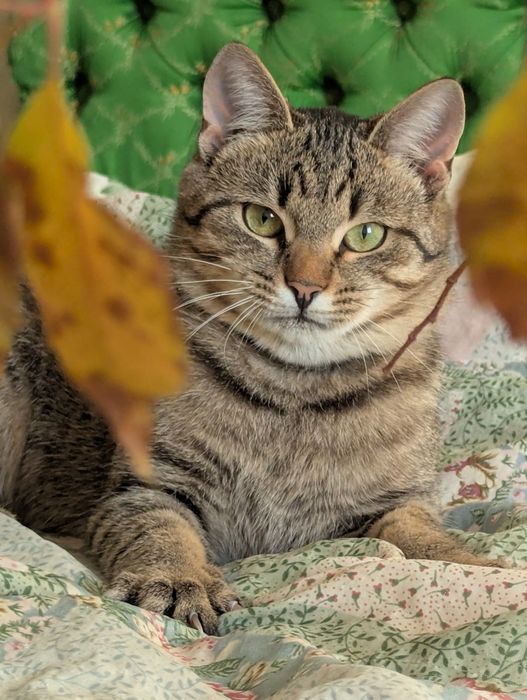 Кошенята Кекс та Гарбузик шукають родину