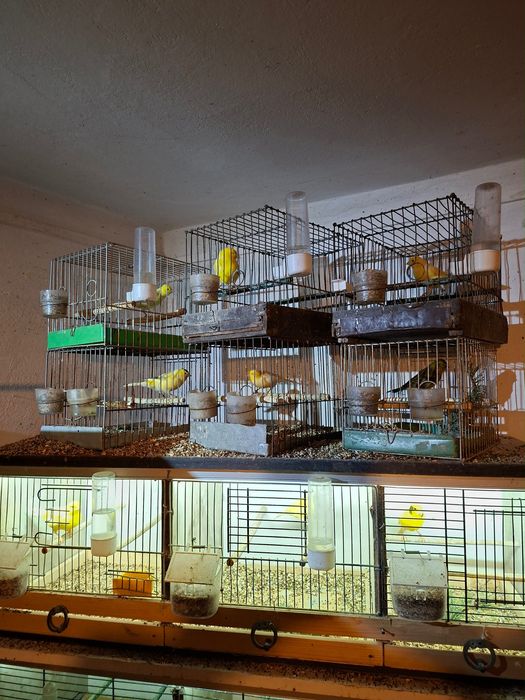 kanarki timbradory Samce i samiczki