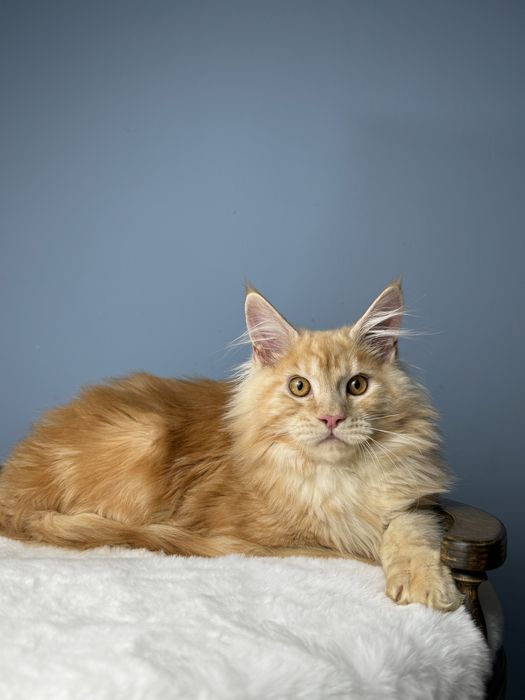 Огненный рыжий котенок мейн кун крупная линия 4 месяца мальчик