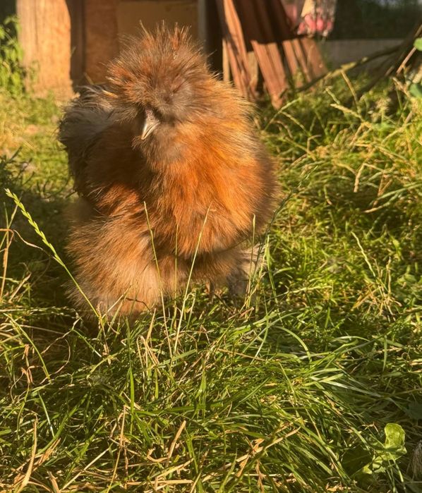 Kogut rasy Silka jedwabista USA