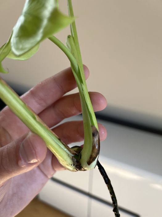 Monstera Lemon Lime