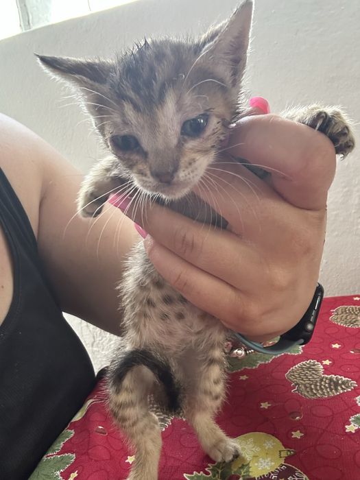 Gatinha para adocao responsavel