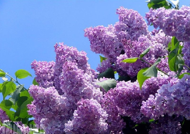 Продам кущики бузку