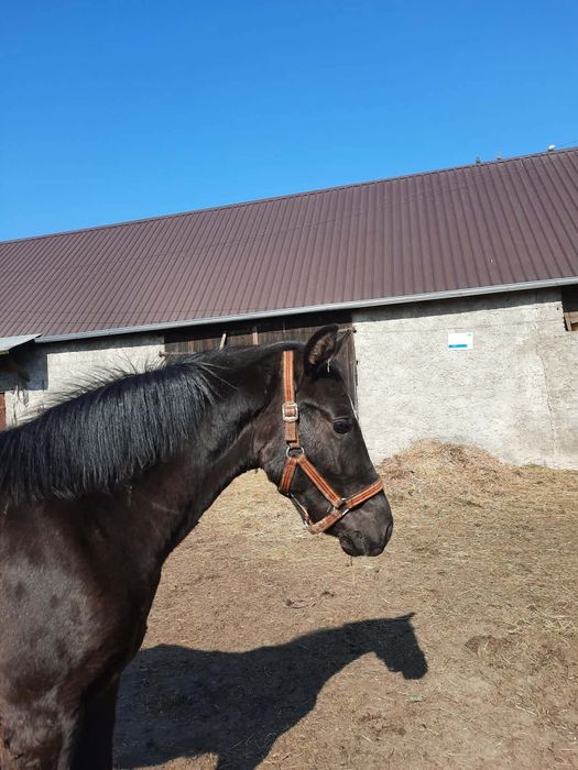 Sprzedam  konia 14miesięcy