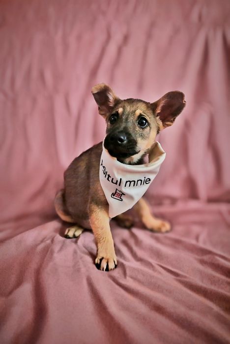 Szczeniak do adopcji mały piesek