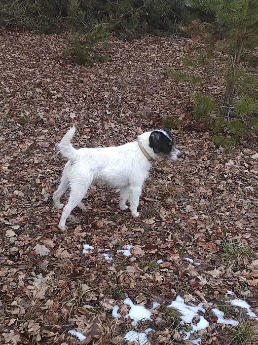 Parson Russell Terrier