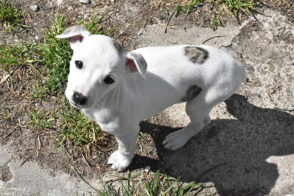 Chart angielski whippet suczka ZKwP FCI