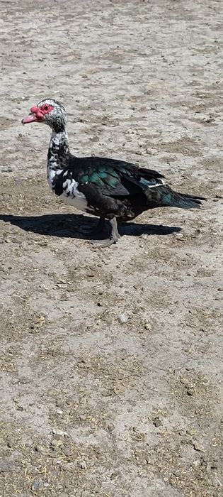 Sprzedam nadwyżkę drobiu