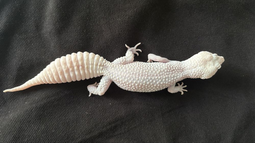 Gekon Lamparci Diablo Blanco samica.
