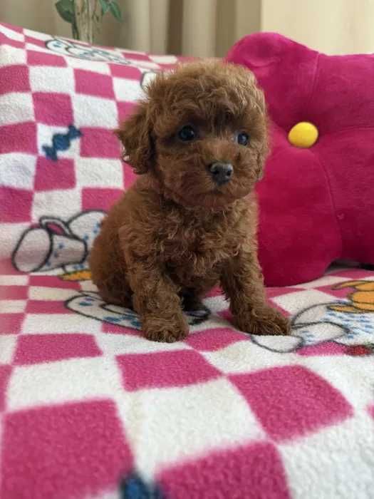 Poodle red disponível