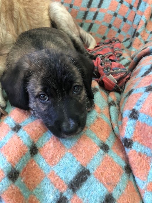 Cachorros para adopcao responsavel